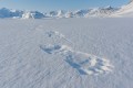 Svalbard avventura invernale