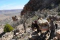 Marocco muli