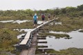 Alaka’i swamp trail