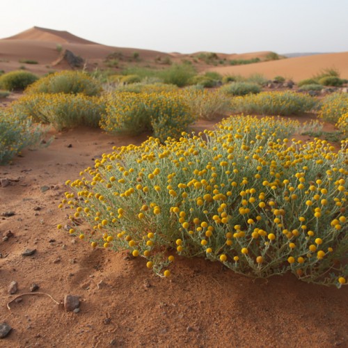 marocco deserto