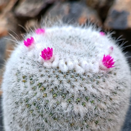 cactus nel Jardin de Cactus - C.Manrique