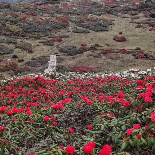 A 4000 metri in mezzo ad un mare di rododendri in fiore!