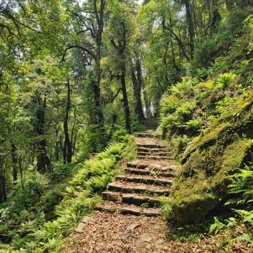 Si ritorna in mezzo al verde intenso della foresta e delle felci