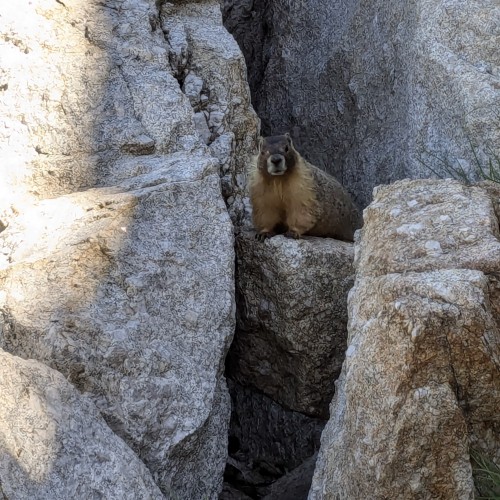 Marmotta dal ventre giallo (Marmota flaviventris)