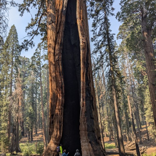 Una sequoia gigante davvero particolare