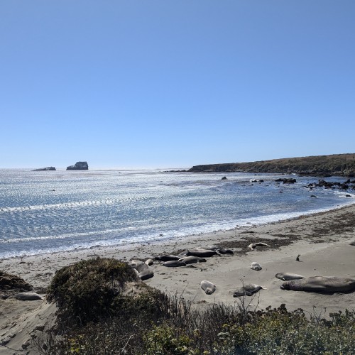 La spiaggia degli Elefanti marini