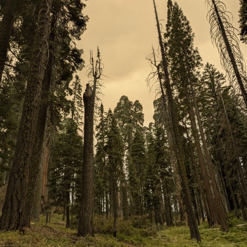 Il fumo degli incendi a Sequoia NP