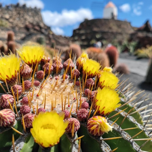 Cactus in fiore nel Jardin de Cactus