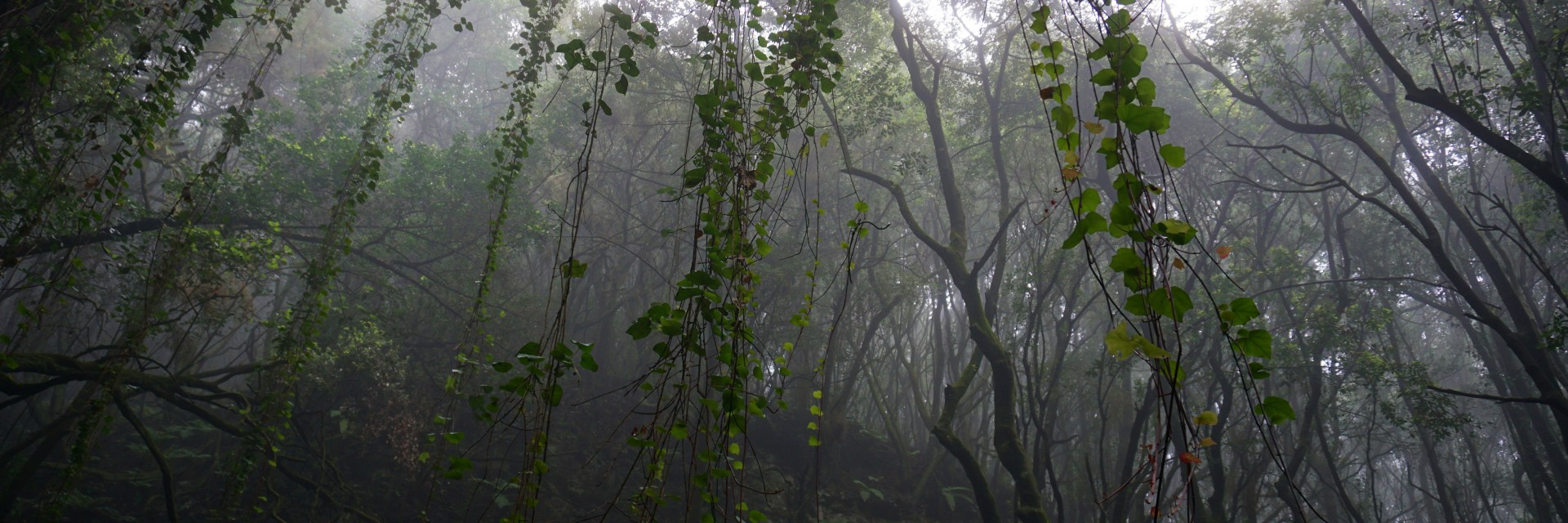 Foresta di laurisilva - La Zarza