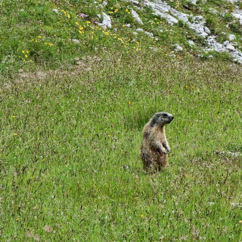 Marmotta nel PNDB