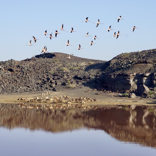Galyloma e fenicotteri