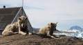 i cani groenlandesi di Tinit