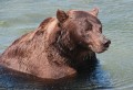 il "grizzly" della Kamchatka