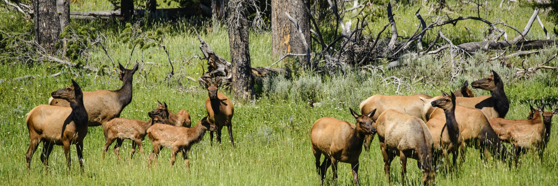 Yellowstone