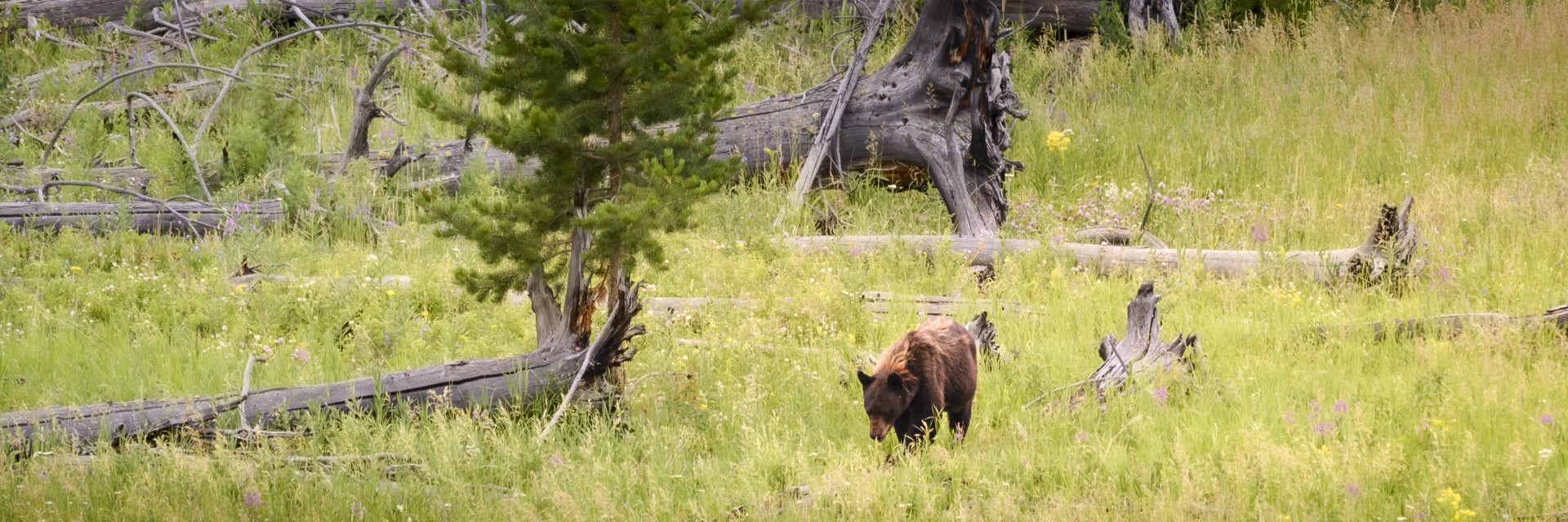 Yellowstone