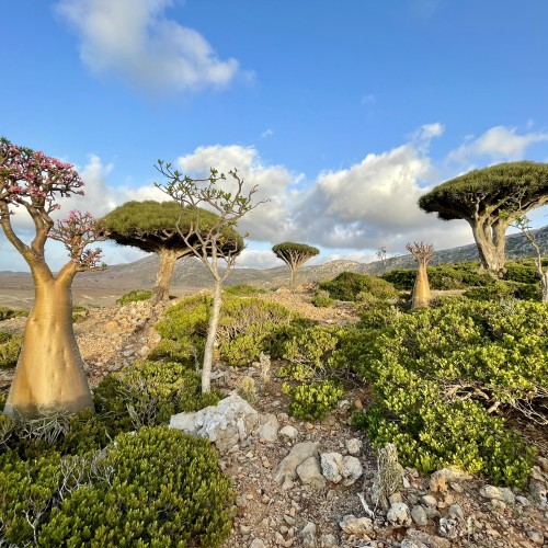 Socotra