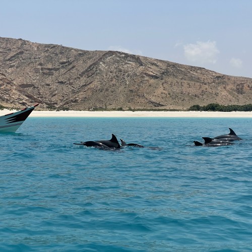 socotra