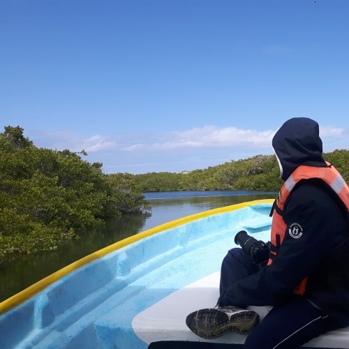 Baja california mangrovie bahia magdalena