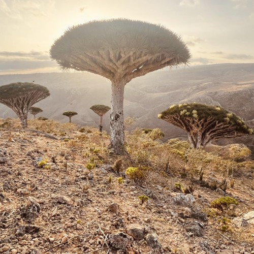 Socotra Firmin forest