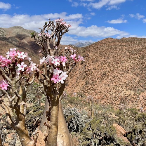 Socotra