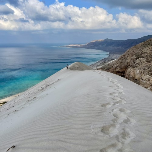 Socotra Arar