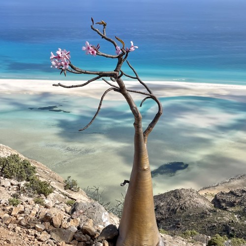 Socotra Dewath