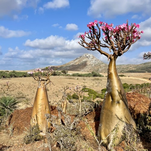 Socotra bottle tree