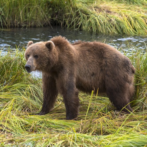Alaska orso kodiak