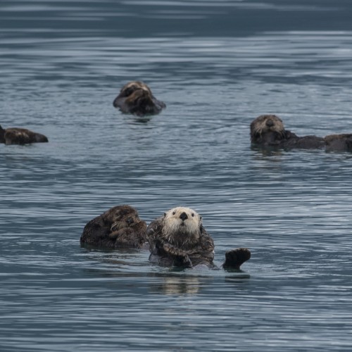 Alaska otter