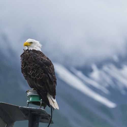 Alaska eagle