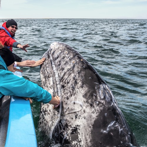 Baja California Kailas Viaggi
