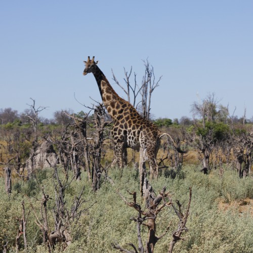 Botswana