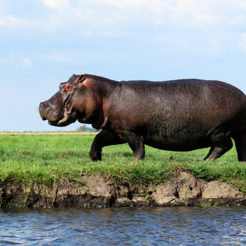 Botswana wild parks