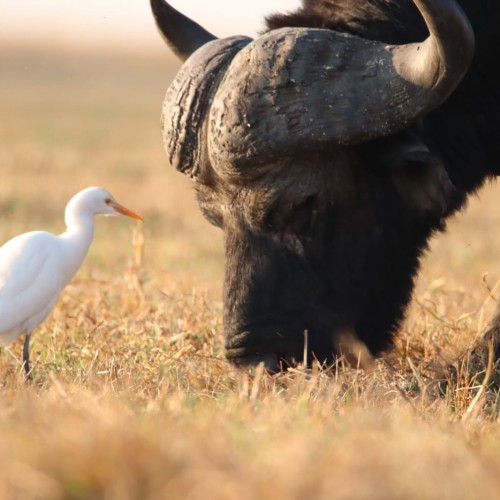 Botswana wild parks