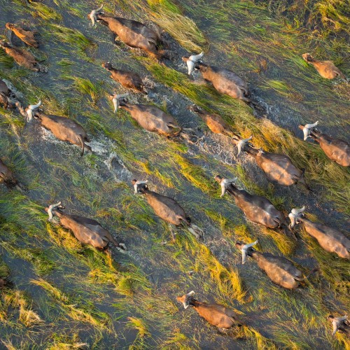 Botswana wild parks