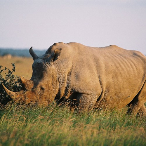 Botswana wild parks