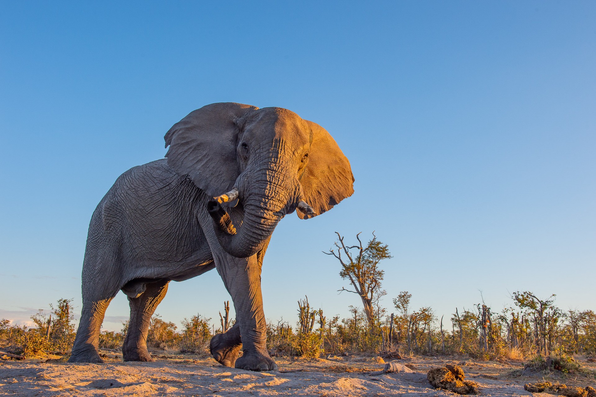 Botswana wild parks