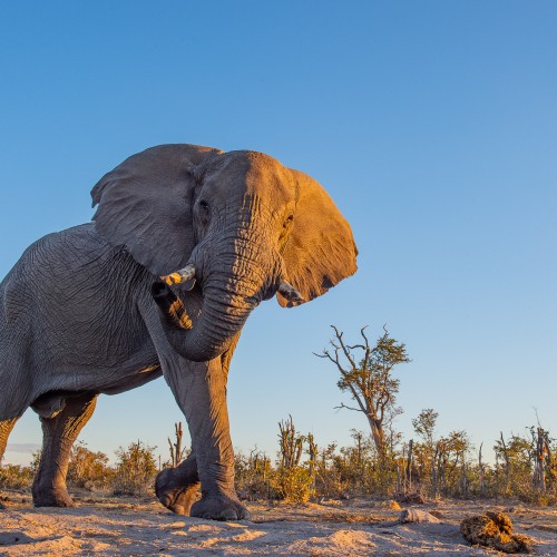 Botswana wild parks