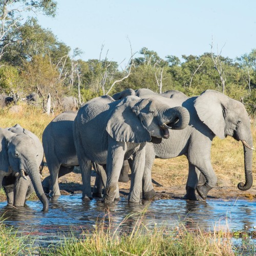 Botswana wild parks