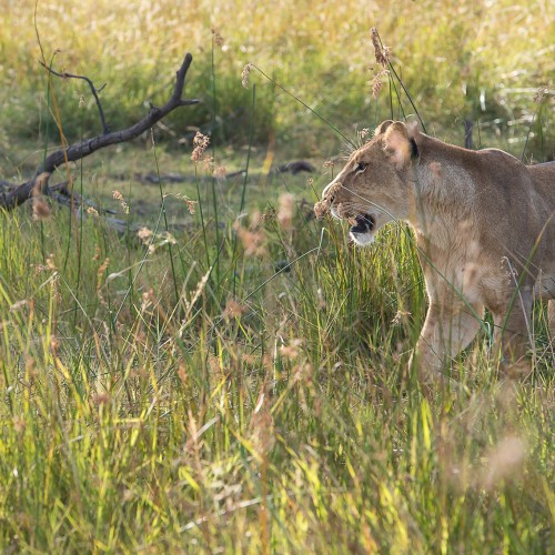 Botswana wild parks