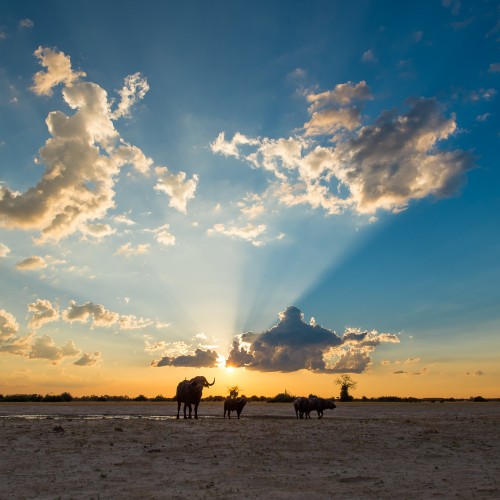 Botswana wild parks