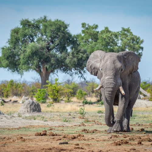 Botswana wild parks