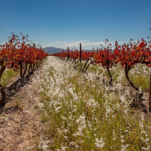 Cape town vineyards