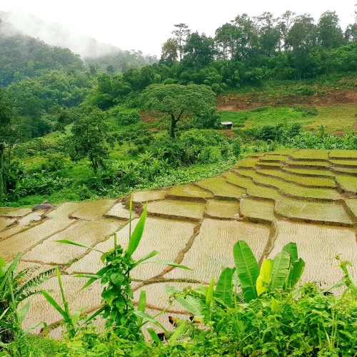 Chang Mai