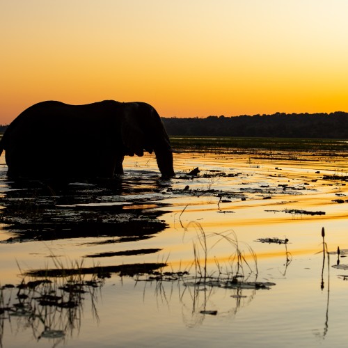 Chobe National Park
