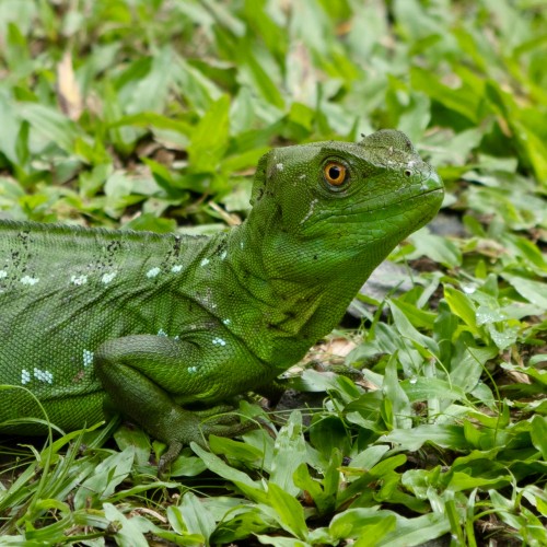 Costa Rica