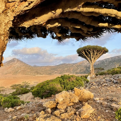 Socotra dragon tree