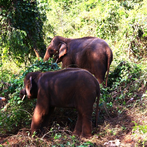 Chang Mai