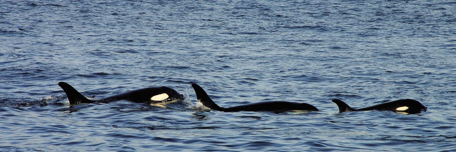 Alaska Orca