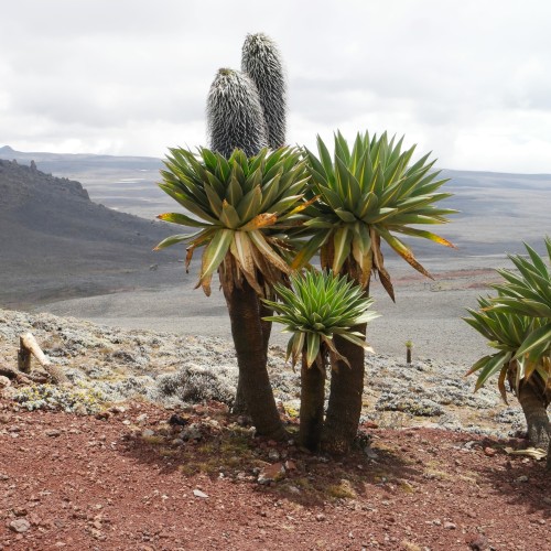 Etiopia Rift